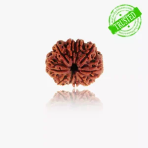10 Mukhi Rudraksha