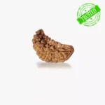 1 Mukhi Rudraksha