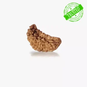 1 Mukhi Rudraksha
