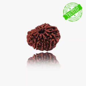 11 Mukhi Rudraksha