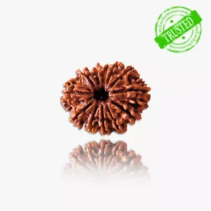12 Mukhi Rudraksha