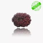 13 Mukhi Rudraksha