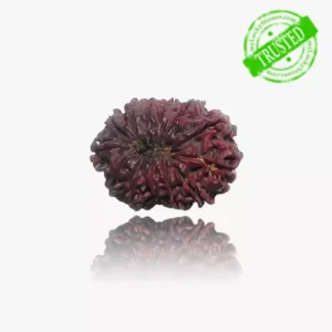 13 Mukhi Rudraksha