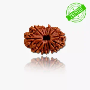 14 Mukhi Rudraksha