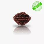 2 Mukhi Rudraksha