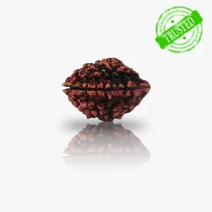 2 Mukhi Rudraksha