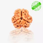 3 Mukhi Rudraksha
