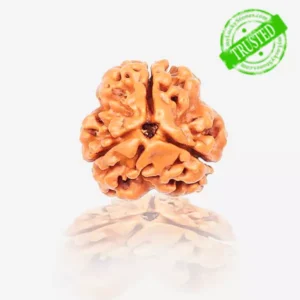 3 Mukhi Rudraksha