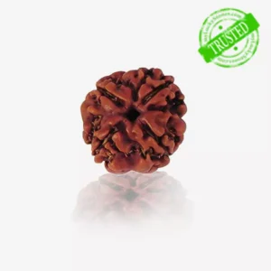 4 Mukhi Rudraksha
