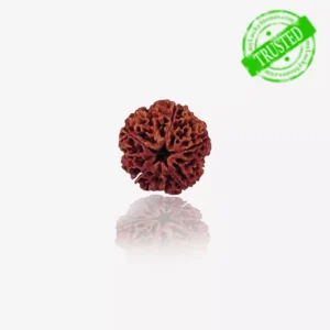 5 Mukhi Rudraksha