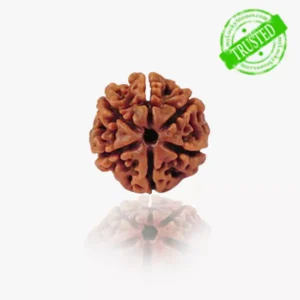 6 Mukhi Rudraksha