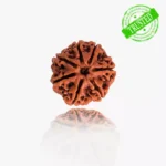 7 Mukhi Rudraksha