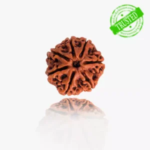 7 Mukhi Rudraksha