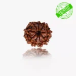 9 Mukhi Rudraksha