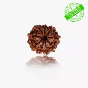 9 Mukhi Rudraksha