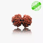 Gauri Shankar Rudraksha