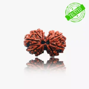 Gauri Shankar Rudraksha